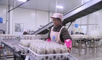 西南地區最大食用菌工廠化項目在萬盛投產，引領產業升級與融合發展